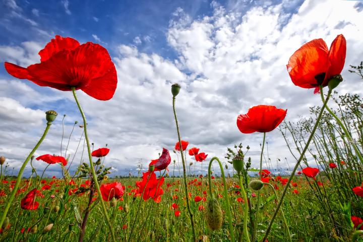 Red poppies in a field