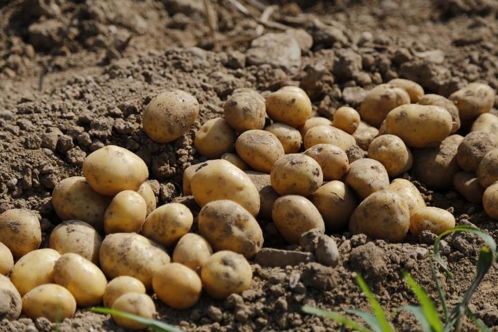 potato-harvest_full_width.jpg