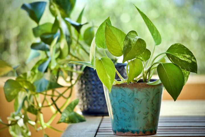 pothos houseplant in pot