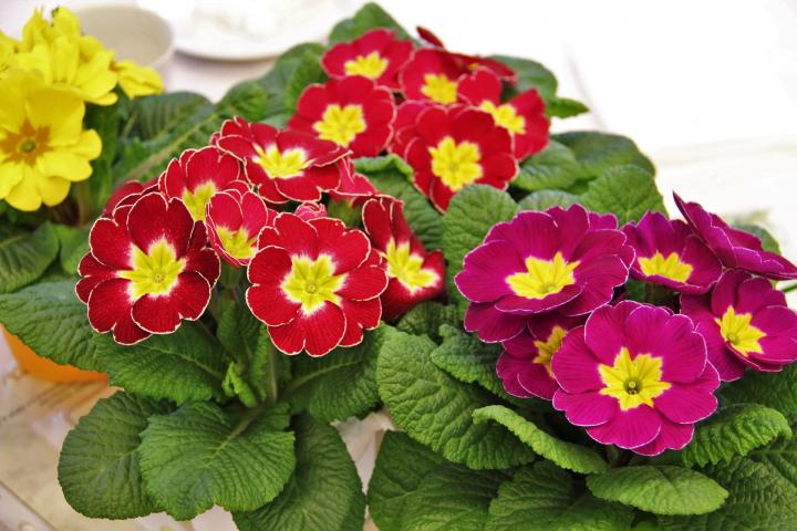 February birth flower, primrose