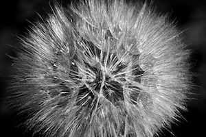 seedhead