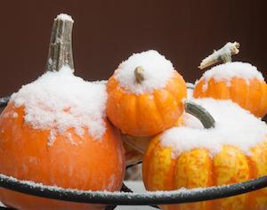 pumpkins with snow