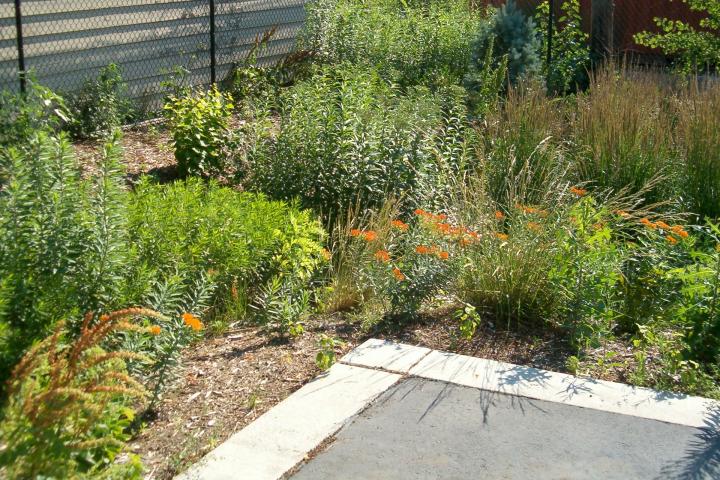 Rain garden