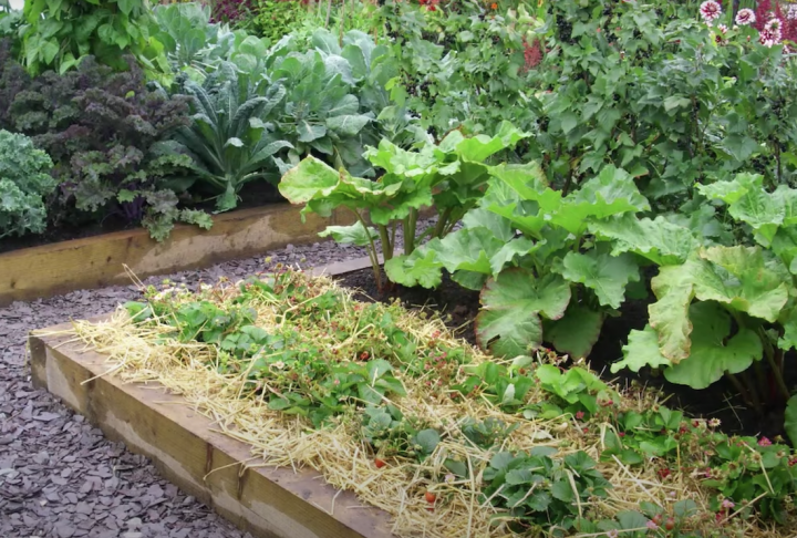 How To Build A Raised Garden Bed Step, Preparing A Raised Vegetable Garden Bed