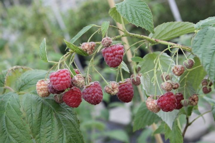 raspberries_full_width.jpg