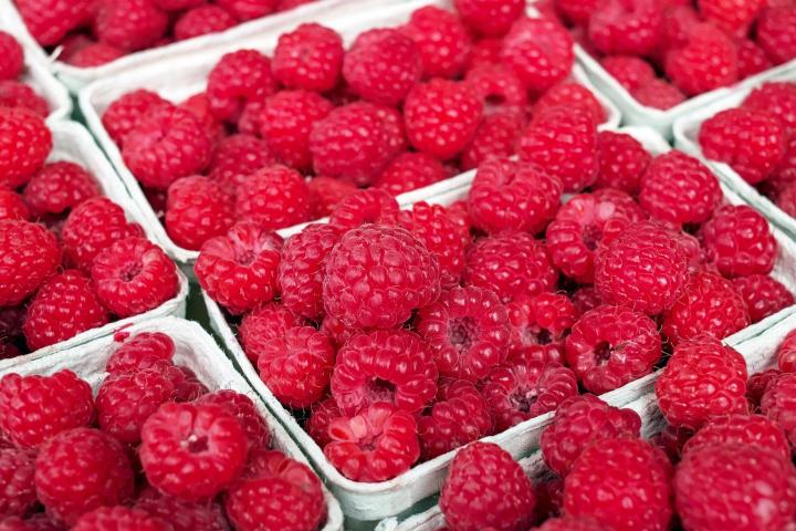 Raspberry harvest