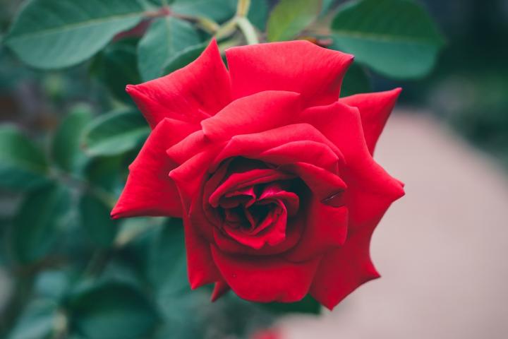 red-roses-1149940_1920_full_width.jpg