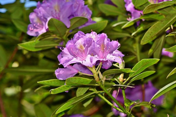 rhododendron-3487233_1280_full_width.jpg