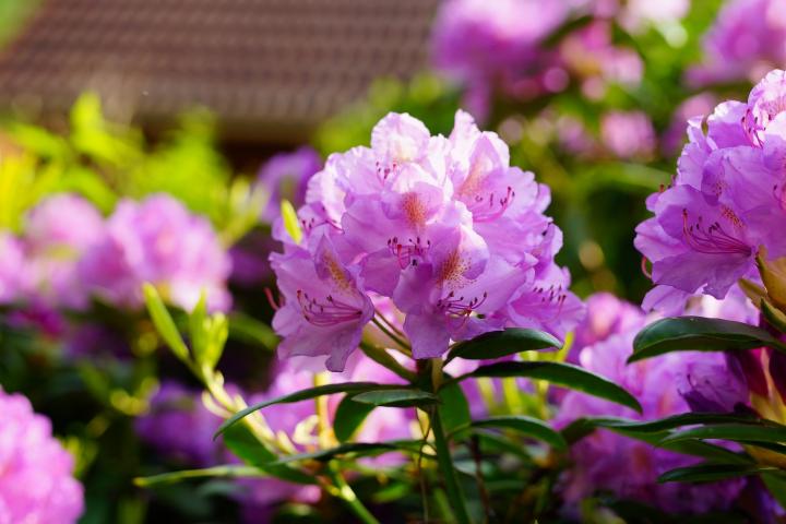 rhododendron flowers