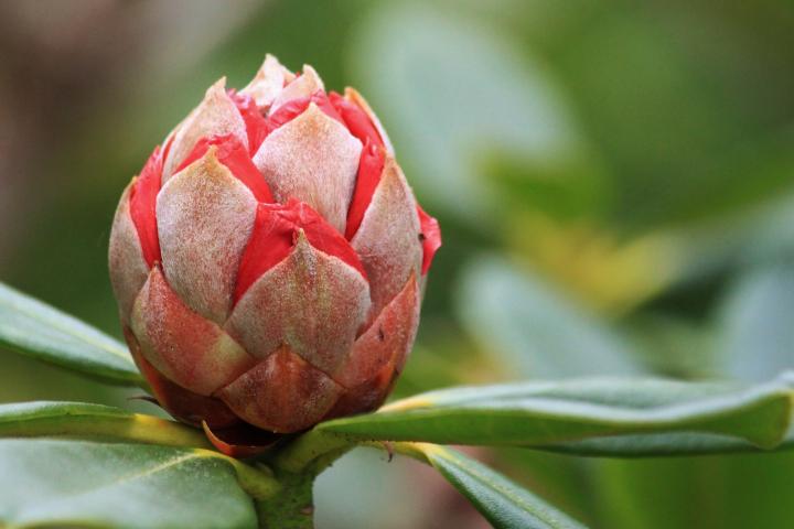 Rhododendron bud red