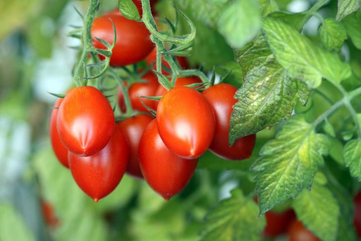 roma_tomatoes_ben185_getty_images_full_width.jpg