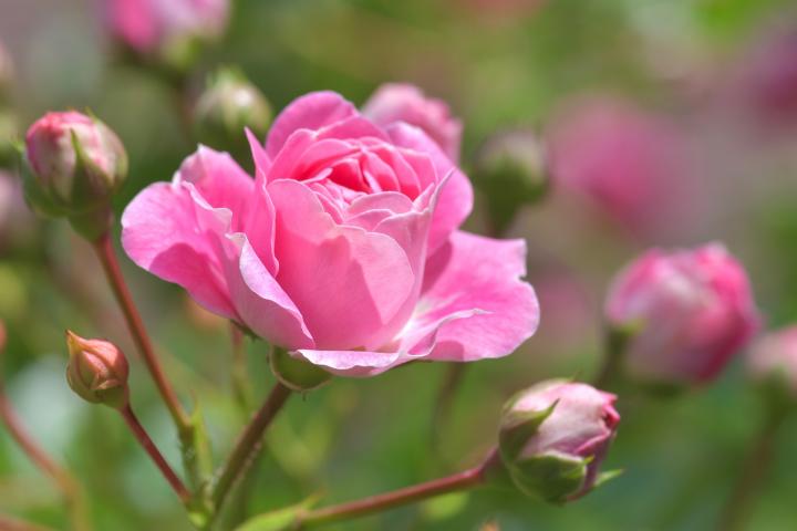 Роза, июньский цветок рождения