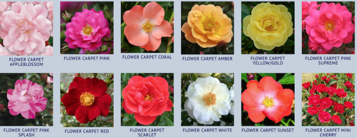 Easy Roses To Grow The Old Farmer S Almanac