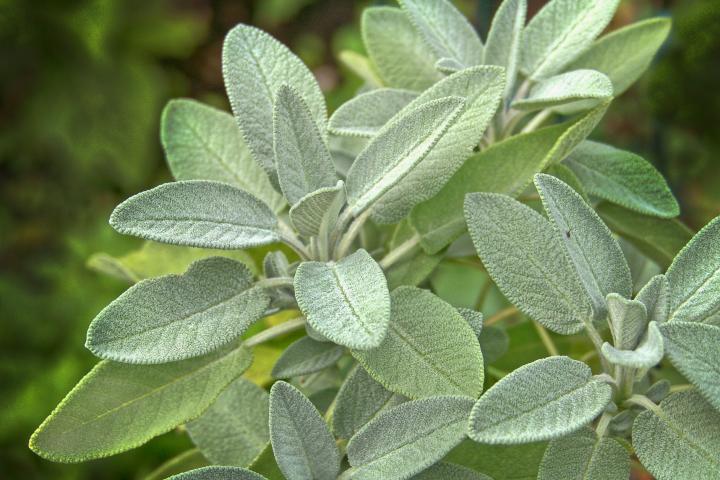 Sage plant