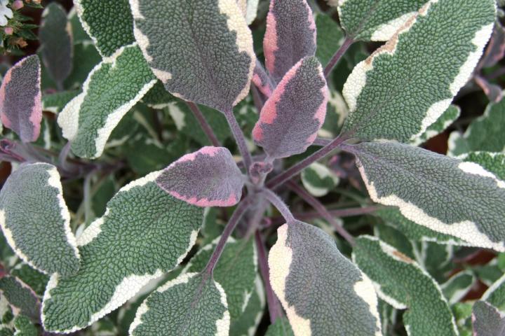 'Tricolor' sage