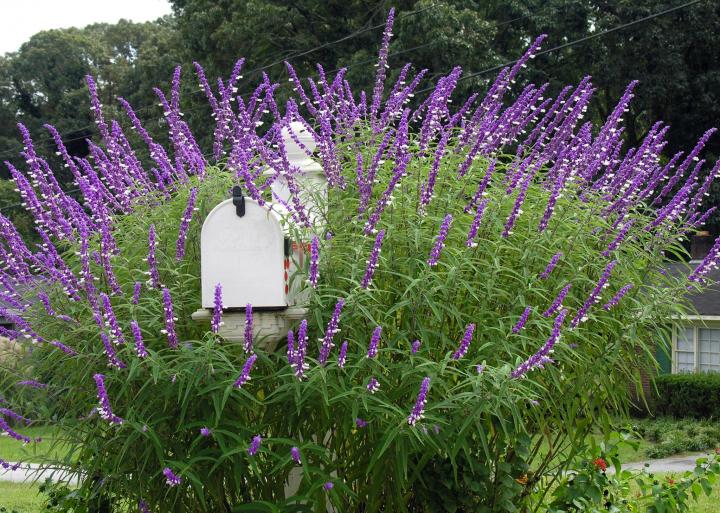 Purple Salvia