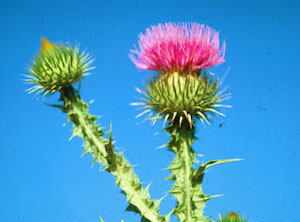 thistle