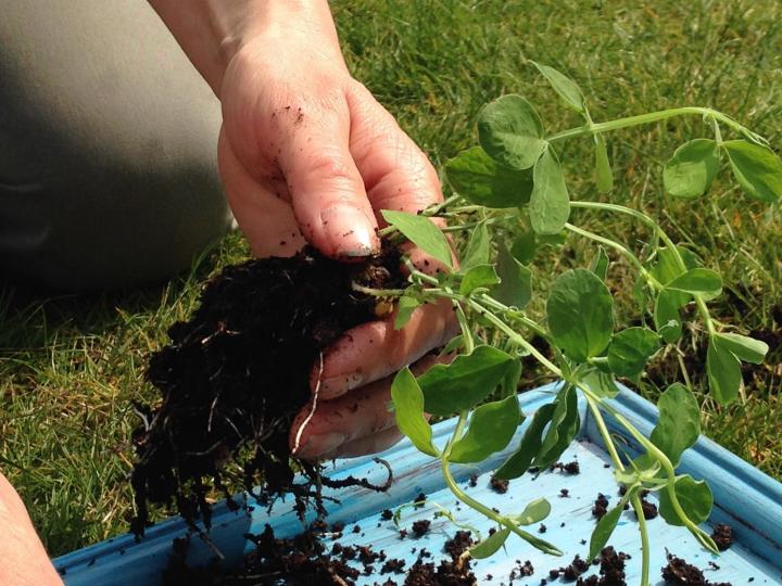 a sweet pea seedling