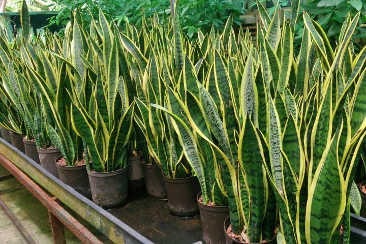 Potted Snake plant in the nursery. Photo by Mokkie/Wikimedia Commons.