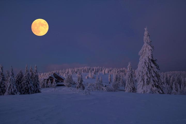 Full moon rising over a fir tree forest covered in snow
