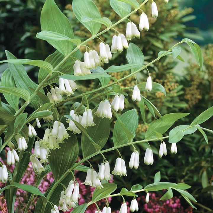 Solomon's Seal