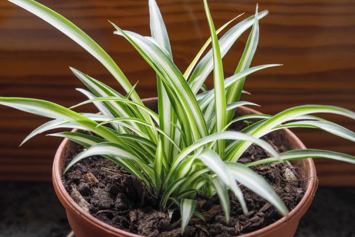 Spider Plants: How to Grow and Care for Spider Plants | The Old Farmer's  Almanac