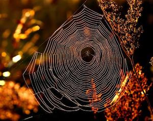 spider-web