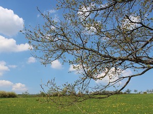 spring-tree