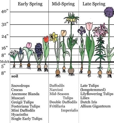 spring-bulb-planting-chart.jpg