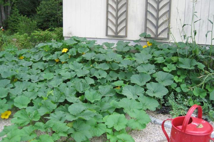 Painting this shed white helps it reflect more light on this sprawling squash. Photo by Robin Sweetser.