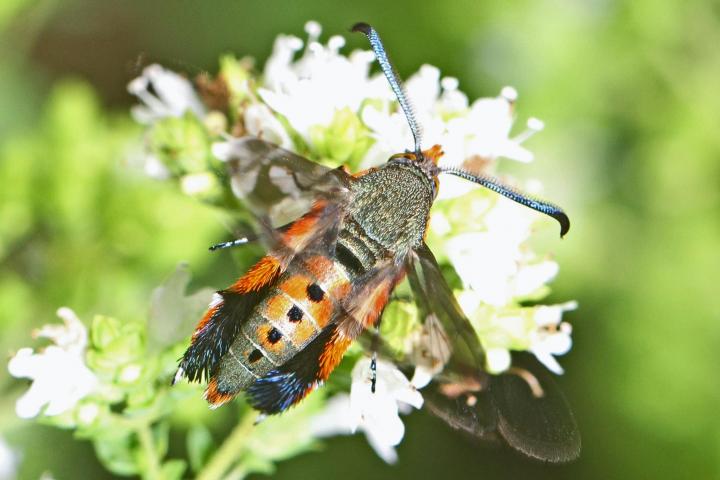 Squash vine borer moth. Photo credit: Judy Gallagher/Wikimedia Commons