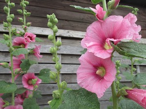 hollyhocks