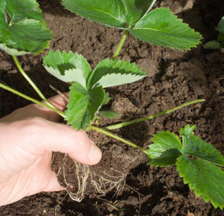 strawberry-plant_0.jpg