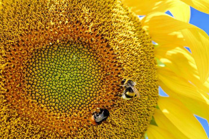 Summer sunflower with bee