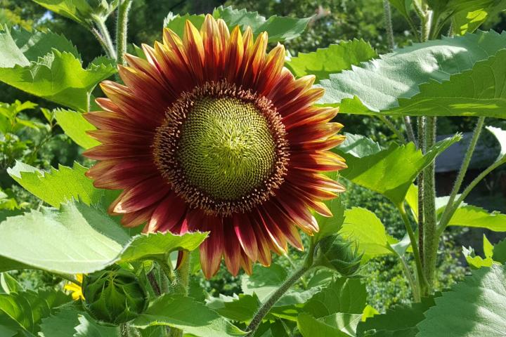 Red sunflower. Photo by Chris Burnett