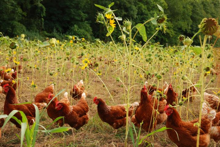 sunflowers-chickens-gettyimages-157439342_full_width.jpg