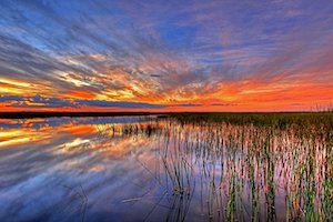 reeds at sunset