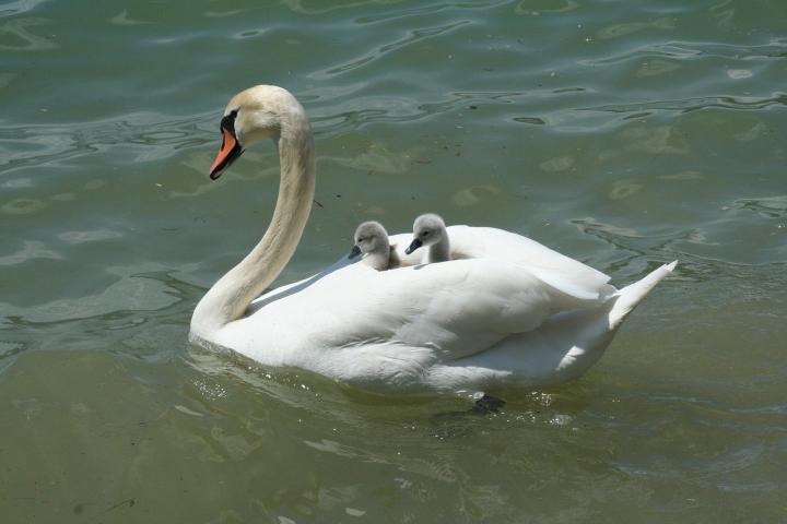 a mother swan swimming with two baby swans on her back