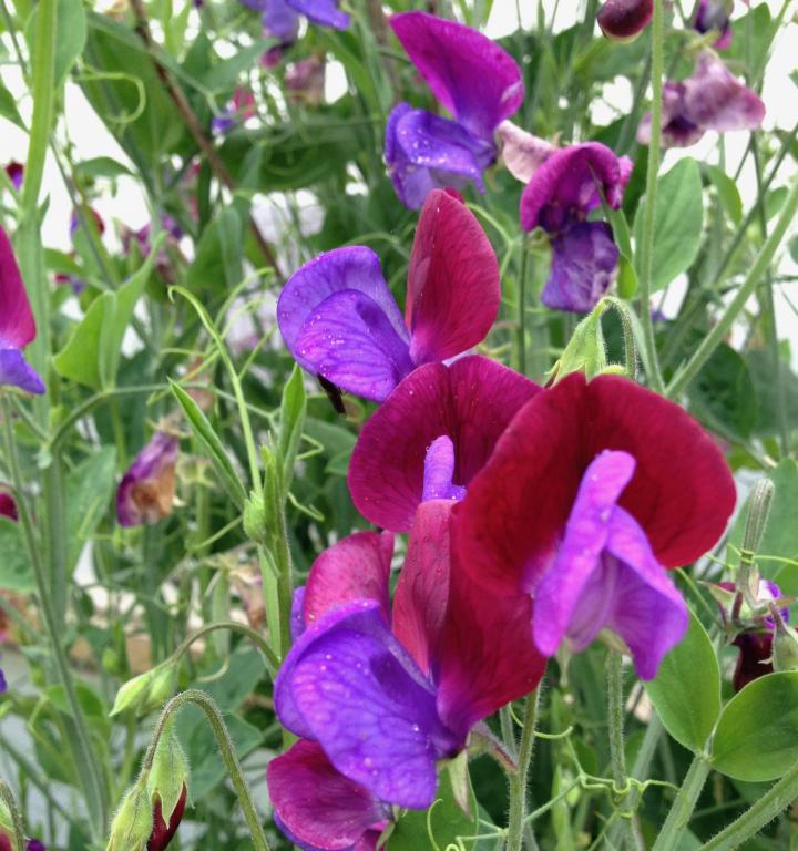 sweet pea flowers in the garden