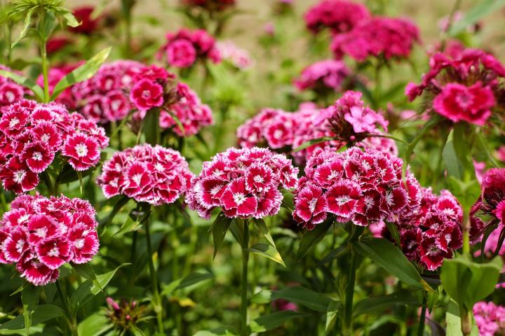 sweet-william-1440586_1920_full_width.jpg