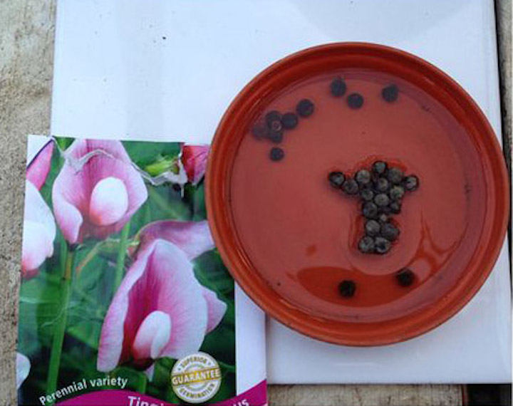 Easy-to-handle sweet pea seeds.