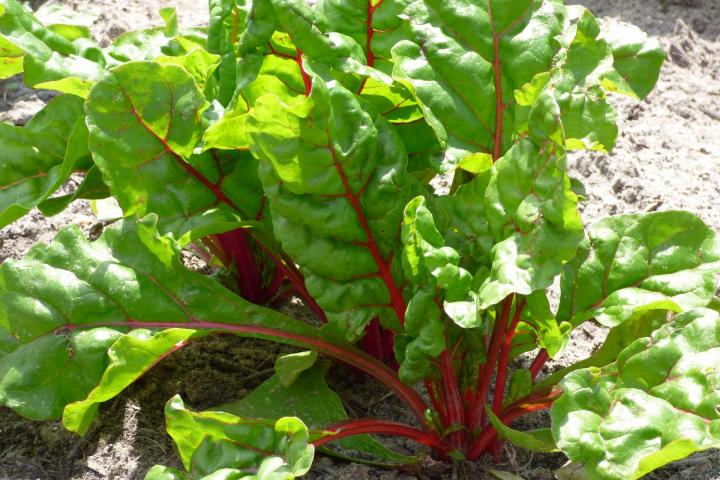 Swiss chard growing in the garden