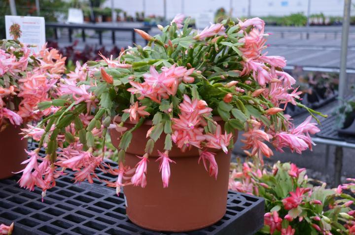 thanksgiving cactus in full bloom at the garden center