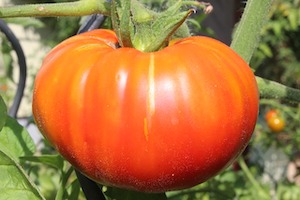 tomato