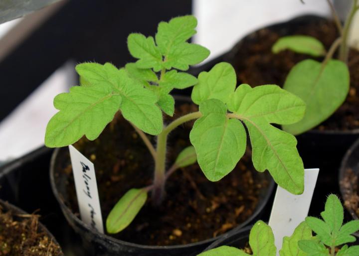 Tomato seedling