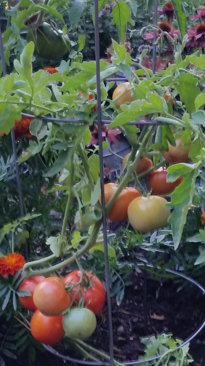 tomatoes-christine_0_full_width.jpg
