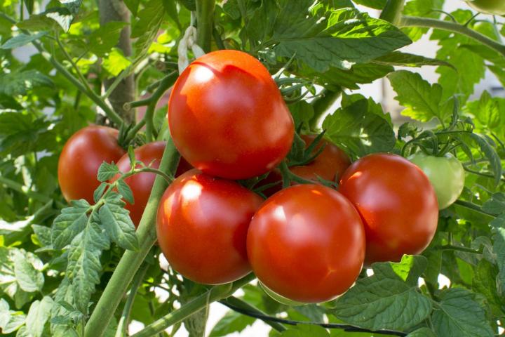 tomatoes_helios4eos_gettyimages_full_width.jpg