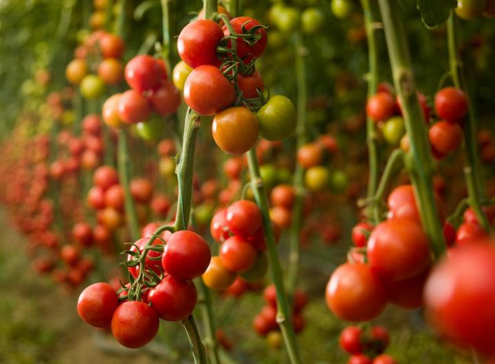 Tomatoes. Photo by Ozgurdonmaz/Getty Images