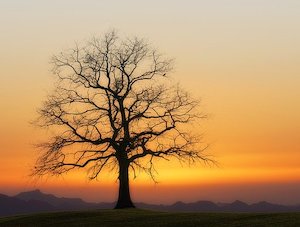 lone tree