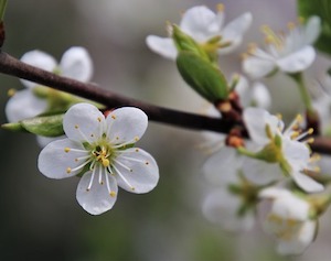 Easter-blossom